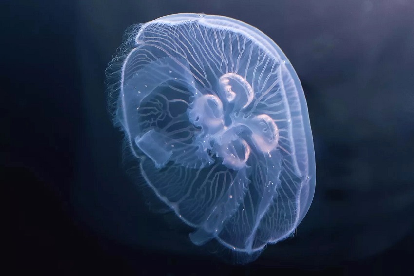 Калининградские ученые предложили лечить ожоги коллагеном ушастой медузы