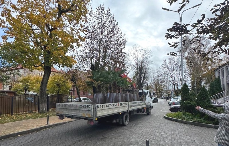 Не по пальмам климат: из Зеленоградска деревья увезли на зимовку в теплицу