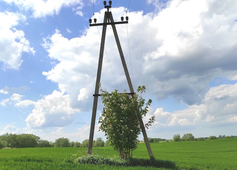 Литву клюнул в musculus gluteus электрический петух