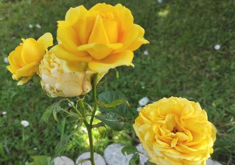 А из нашего окна в декабре весна видна: погода в Калининграде бьёт рекорды (ФОТО)