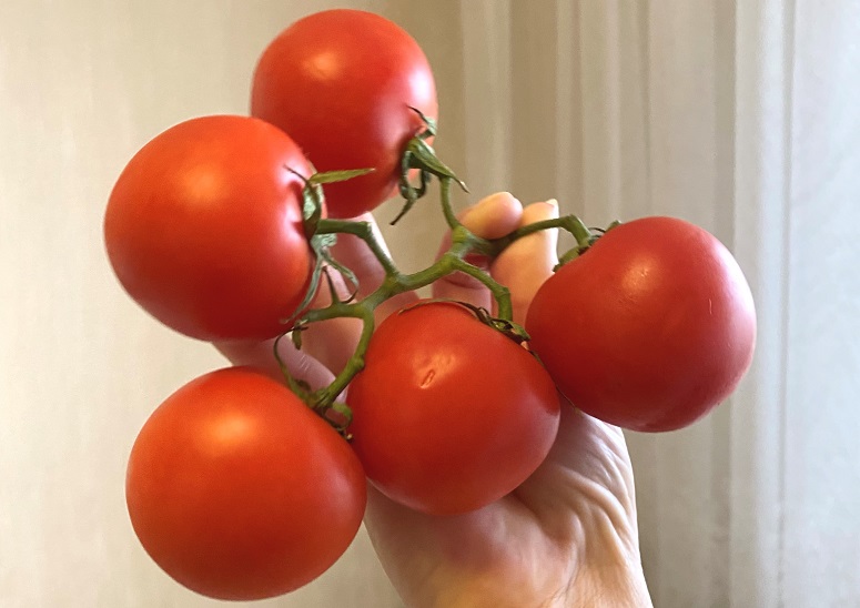 Турция продолжает гадить поставляя в область заражённые томаты