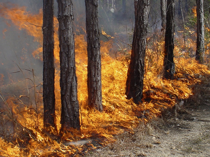 Внимание! В национальном парке «Куршская коса» объявлен пожароопасный сезон