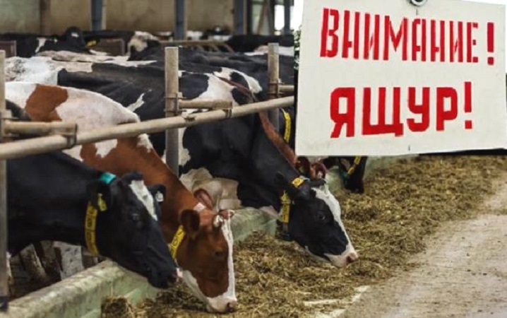 Заграница гадит: в Калининградской области возрос риск заноса трансграничного ящура