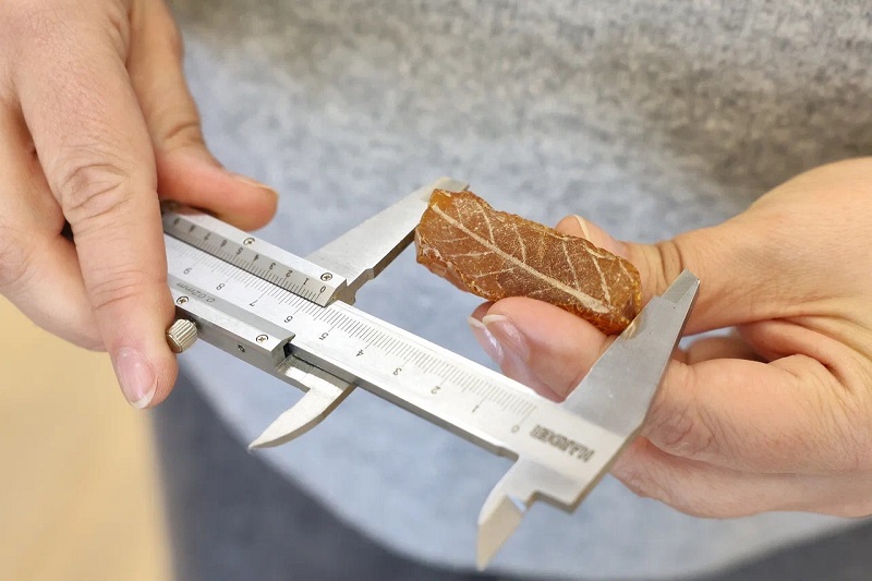 На Янтарном комбинате найден слепок листа эпохи Эоцена 