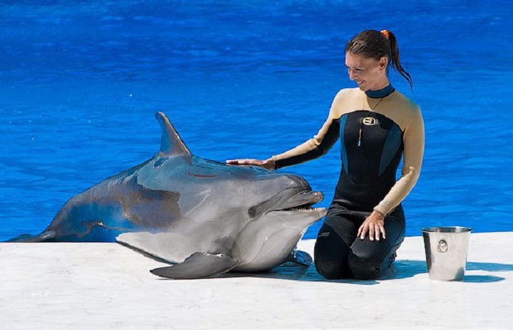 В Госдуме приняли Закон о запрете вылова дельфинов, белух и касаток