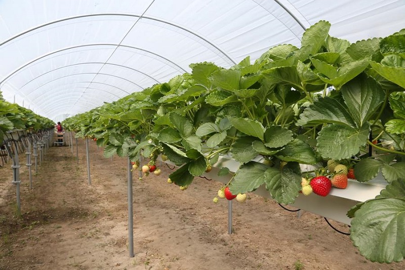 В муниципалитетах: зеленоградским аграриям потребуется 200 сезонных гастарбайтеров 