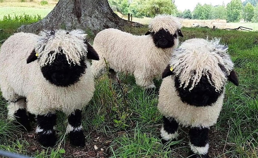 В посёлке Муромское планируют организовать агропарк с валлийскими овцами