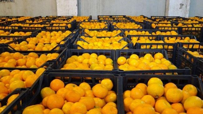 Малая родина губернатора Алиханова поставила в Россию более 31 тыс. тонн мандарин