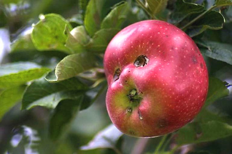 Поставкам польских яблок под видом албанских в Калининград закроют шлагбаум