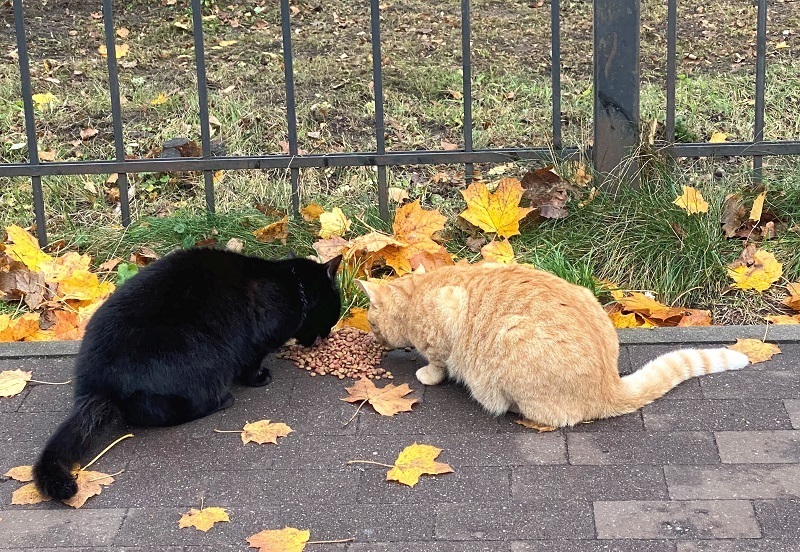 В Калининградскую область ввезено более 40 т сухих кормов для собак и кошек