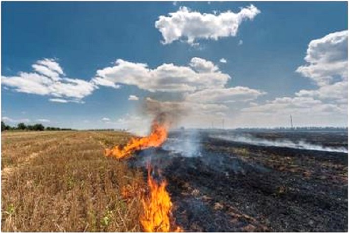 Весна не за горами: как предотвратить весенние палы травы