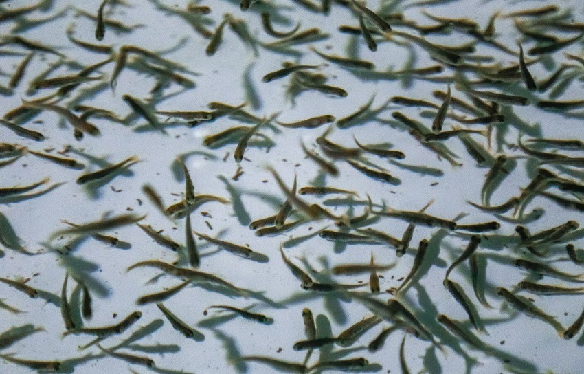 В Калининградской области прогнозируется рост объёма производства рыбной продукции 