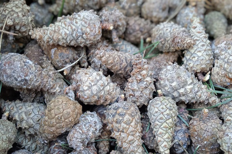 Калининградские шишки – будущее наших лесов