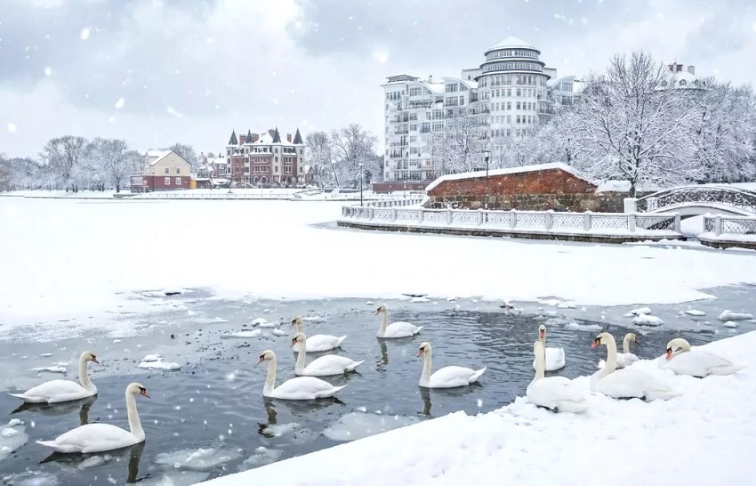 Эксперт БФУ: в Калининградской области птицы гибнут не от холода, а от голода