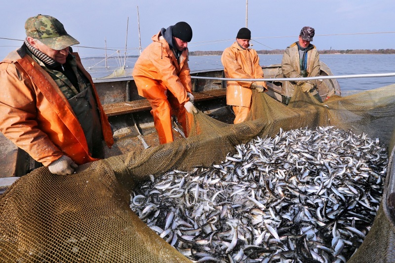 Калининградские рыбаки вывозят салаку и кильку в Ивановскую область