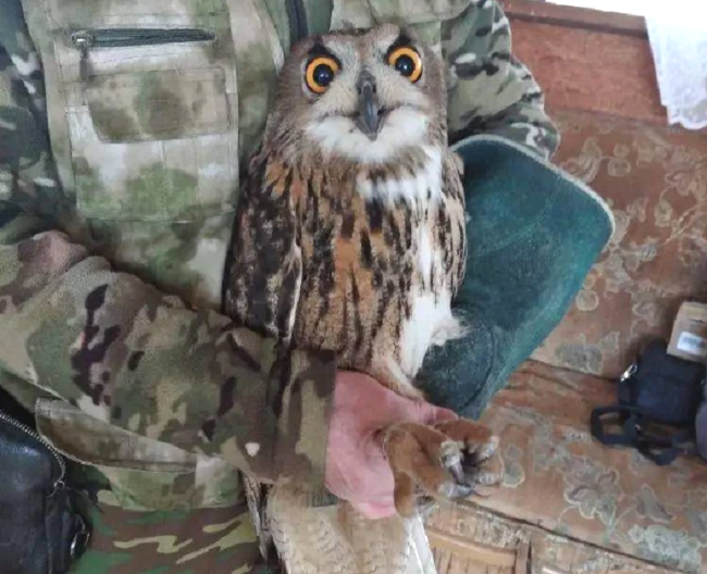 На волю с чистой совестью: в Калининградской области выпустили троих редких филинов