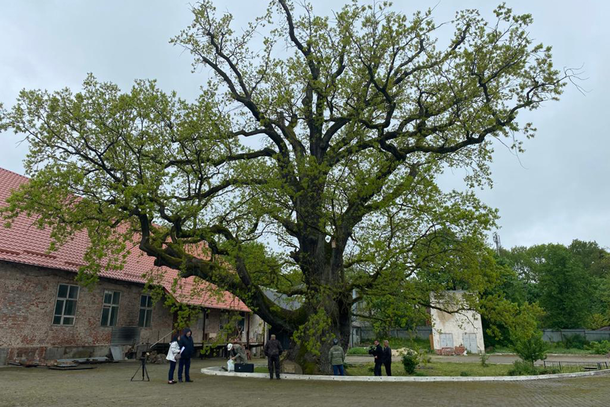 В Калининградской области эксперты обследуют старовозрастные деревья