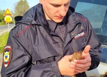 В Калининградской области полицейский пришел на помощь бельчонку, который попал в беду