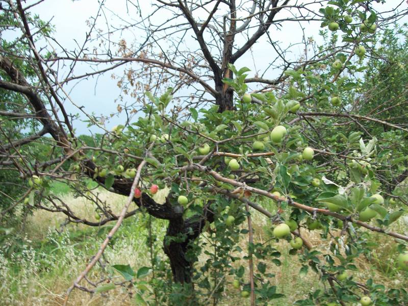 В Калининградской области болеют яблони