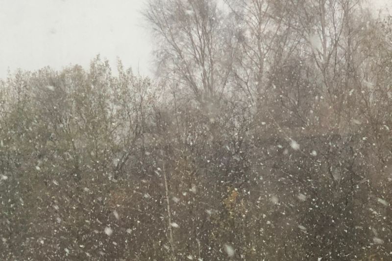 В Калининградской области начался снегопад