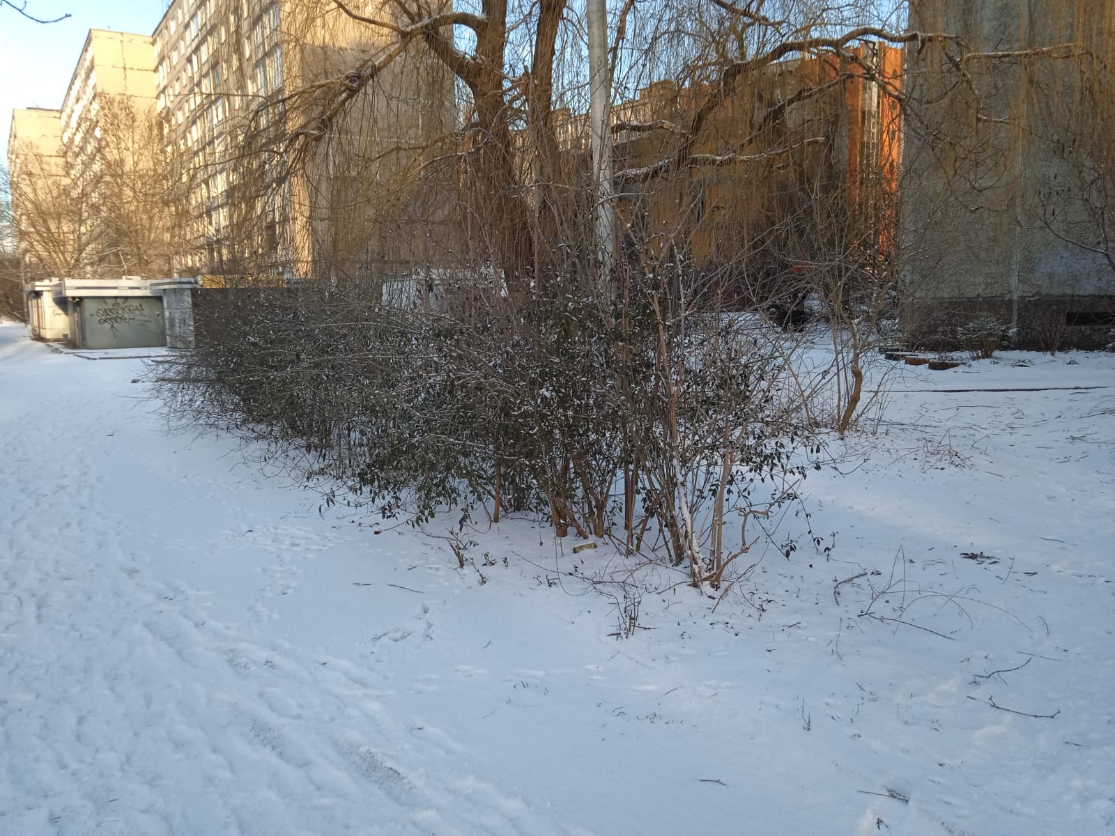 В Калининградской области снежный покров достиг 15 сантиметров