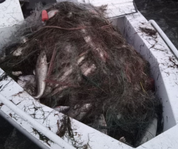 В Калининградской области у браконьеров конфисковали улов, транспорт и снасти