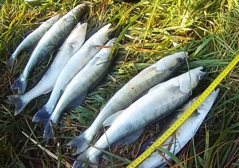 В Калининградской области у браконьеров изъяли 320 орудий лова и 191 кг рыбы