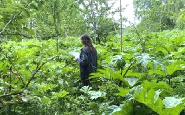 В Калининградской области с помощью БПЛА выявили «джунгли» борщевика Сосновского