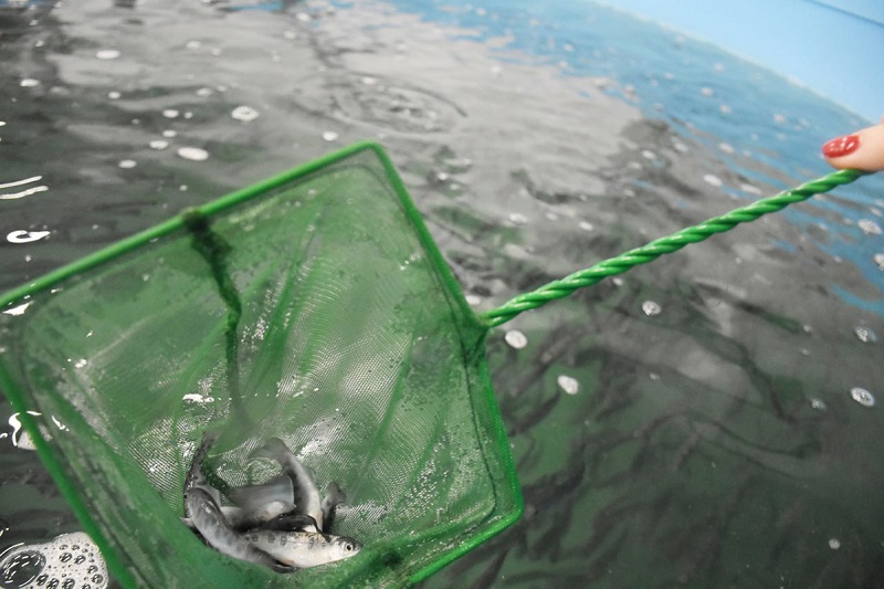 В Гвардейском округе запустили производство аквакультурной форели в Калининградской области