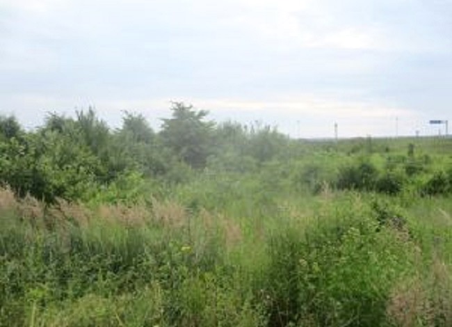 В Калининградской области более 100 участков сельхозземель зарастают бурьяном