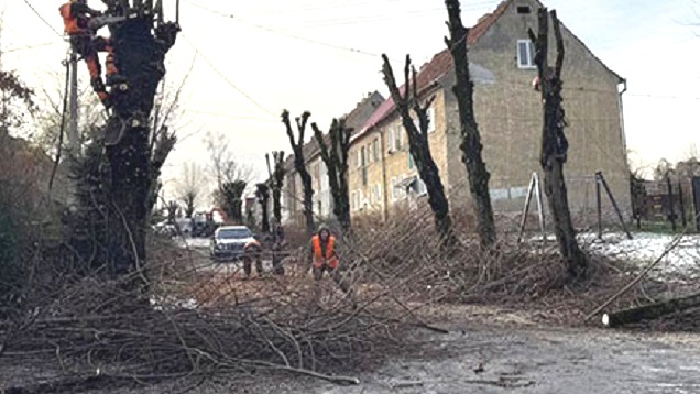В муниципалитетах: жителям Советска предлагают бесплатные дрова самовывозом